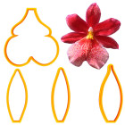 Резци - Burrageara Orchid