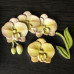 Калъпи за форми - Силиконова форма - орхидея с клонче